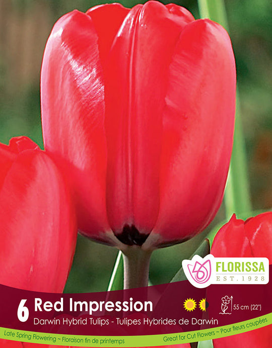 Tulip - Red Impression, 6 Pack