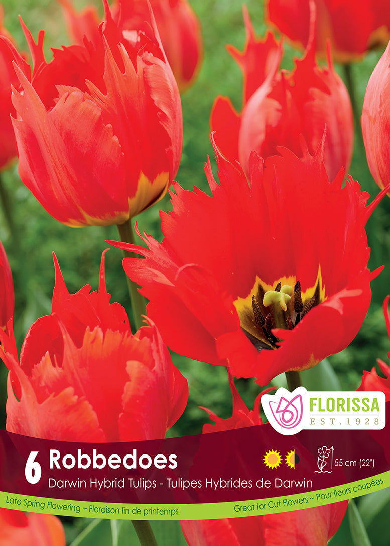 Tulip - Robbedoes, 6 Pack