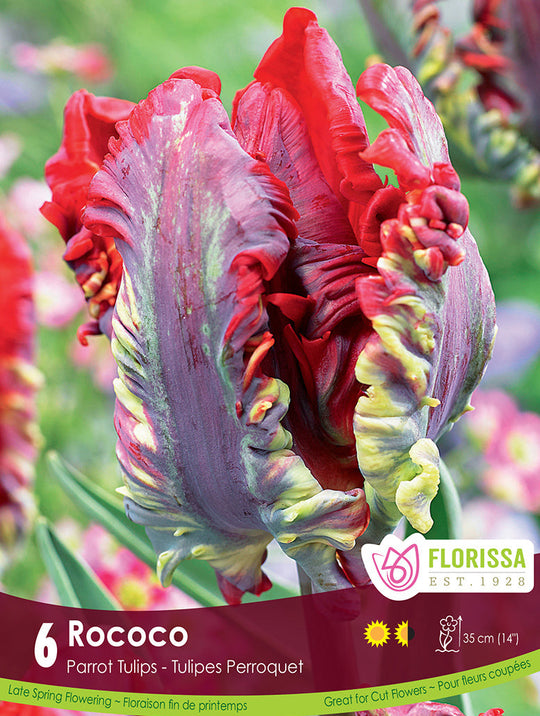 Tulip - Rococo, 6 Pack