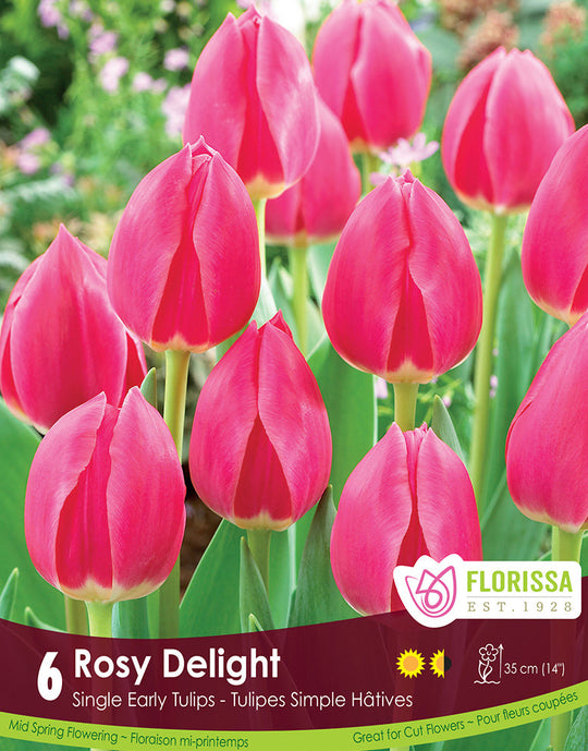 Tulip - Rosy Delight, 6 Pack