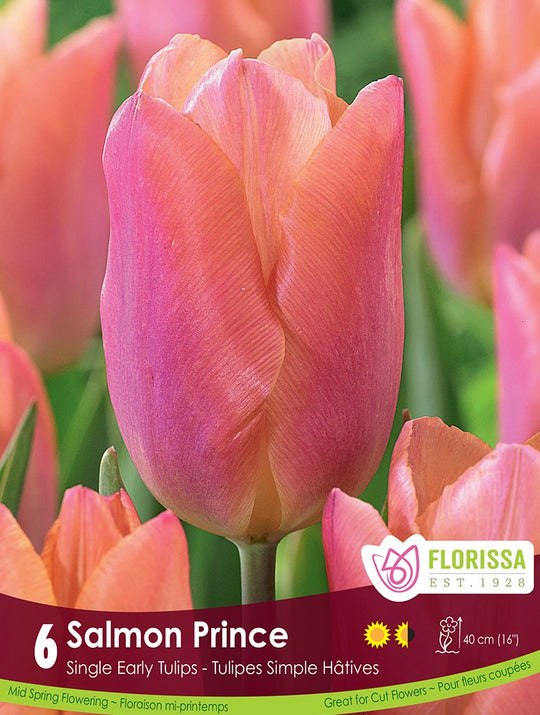 Tulip - Salmon Prince, 6 Pack