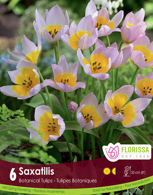 Tulip - Saxatilis, 6 Pack
