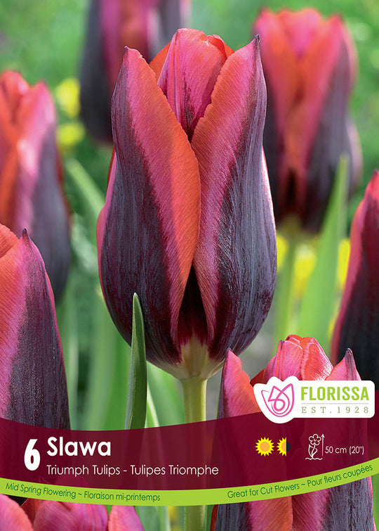 Tulip - Slawa, 6 Pack