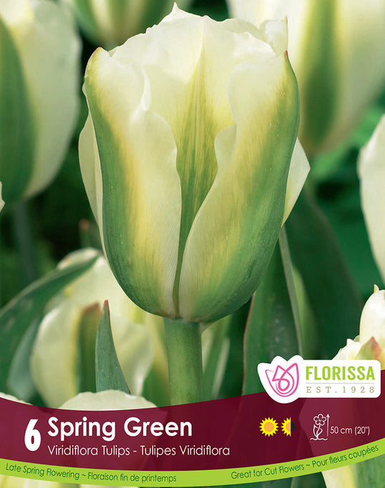 Tulip - Spring Green, 6 Pack