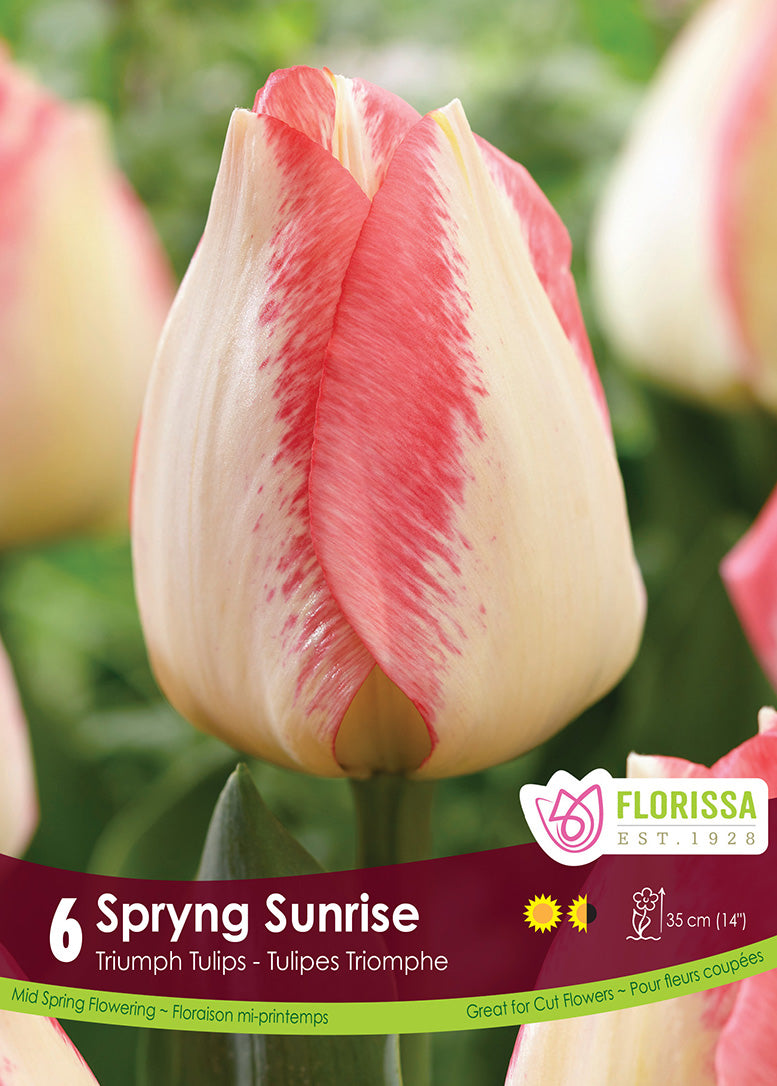 Tulip - Sprying Sunrise, 6 Pack