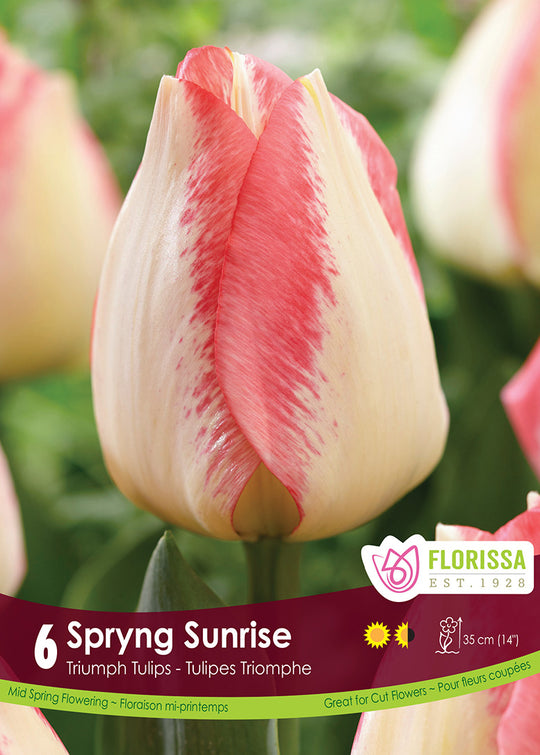 Tulip - Sprying Sunrise, 6 Pack