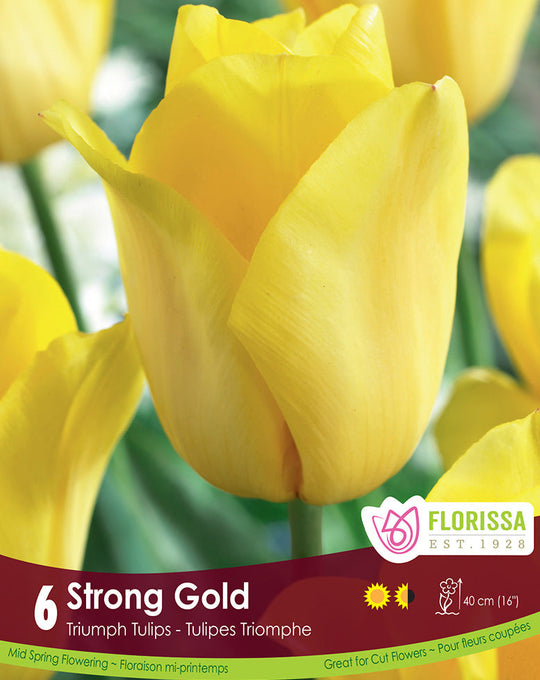 Tulip - Strong Gold, 6 Pack