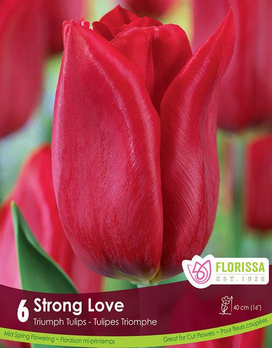Tulip - Strong Love, 6 Pack