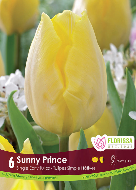 Tulip - Sunny Prince, 6 Pack