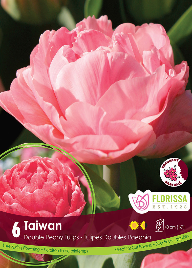 Tulip - Taiwan, 6 Pack