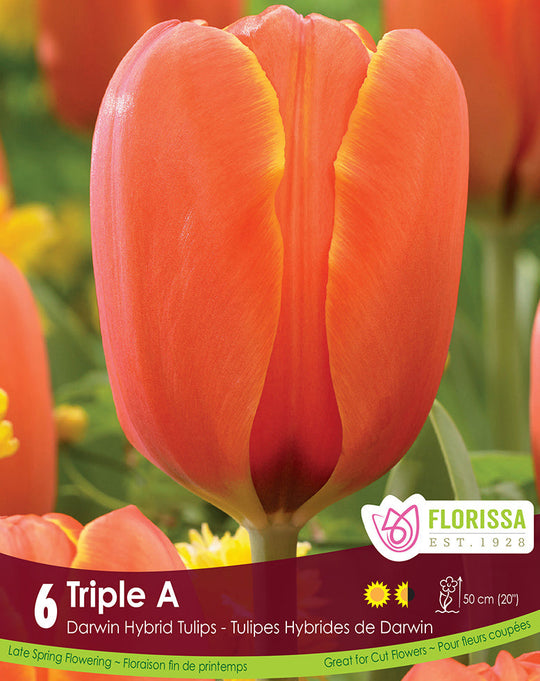 Tulip - Triple A, 6 Pack