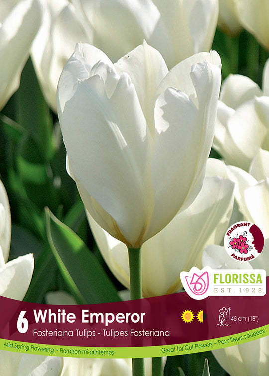 Tulip - White Emperor, 6 Pack