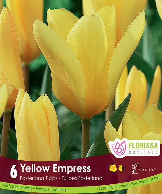 Tulip - Yellow Empress, 6 Pack