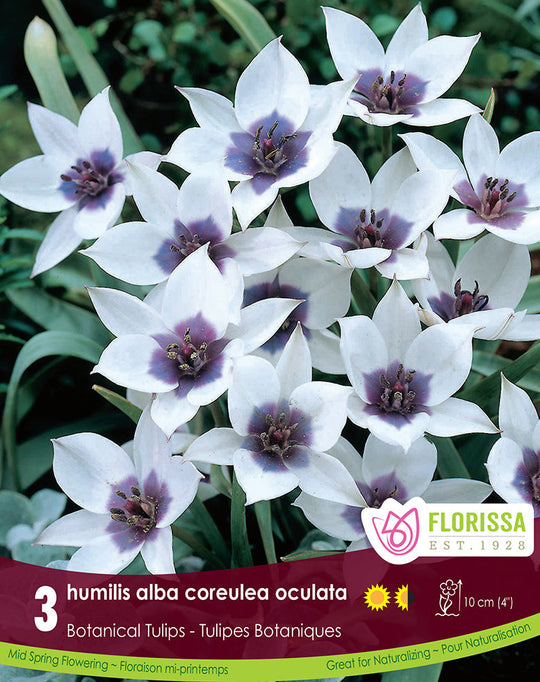 Tulip - Humilis Alba Coreulea Oculata, 3 Pack