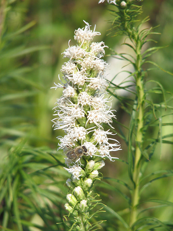 Liatris spicata - Floristan White, 1 Pack