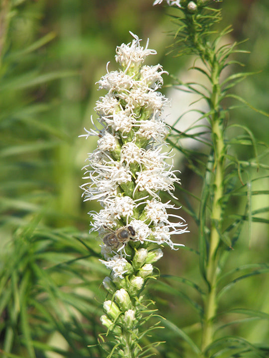 Liatris spicata - Floristan White, 1 Pack