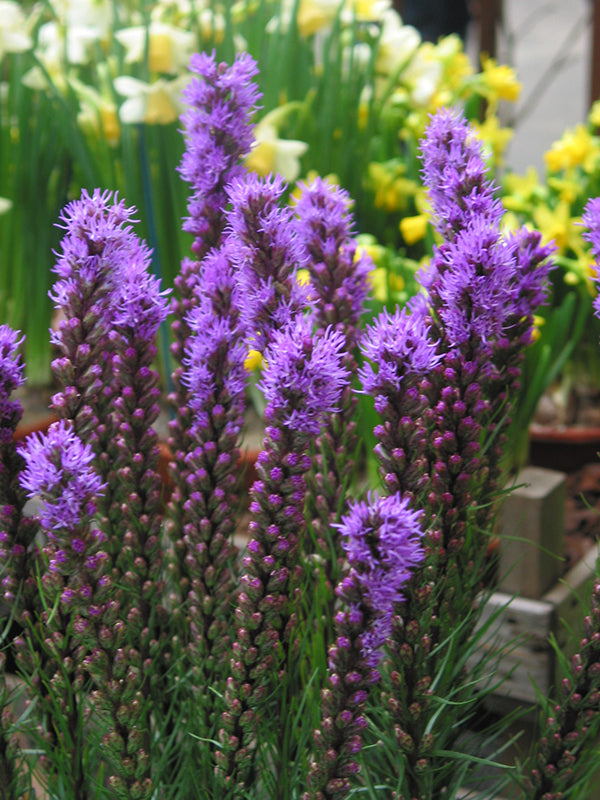 Liatris spicata, 1 Pack