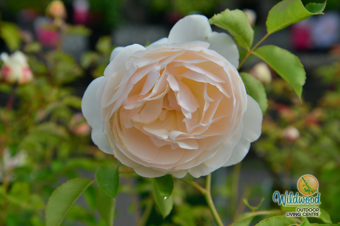 Lichfield Angel - David Austin Rose