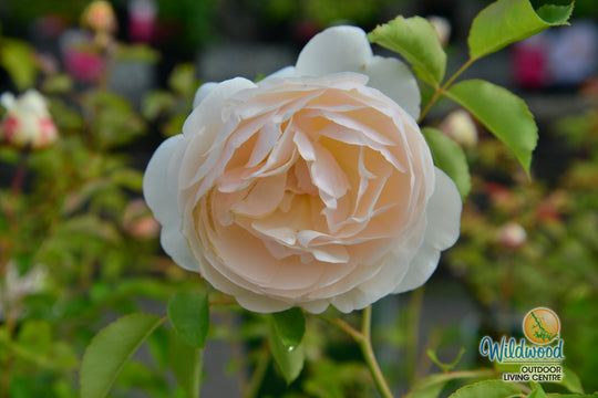 Lichfield Angel - David Austin Rose