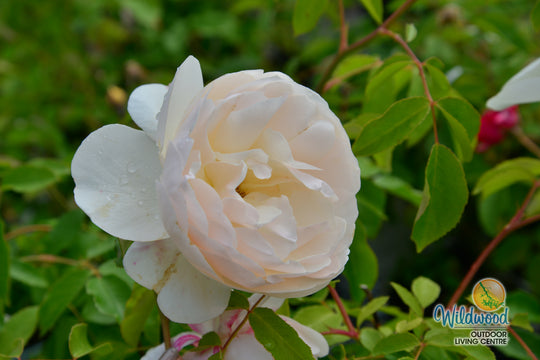Lichfield Angel - David Austin Rose