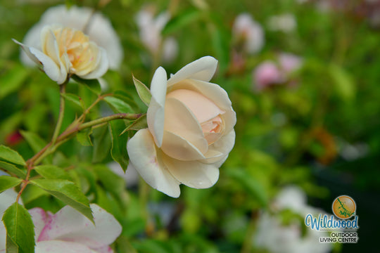 Lichfield Angel - David Austin Rose
