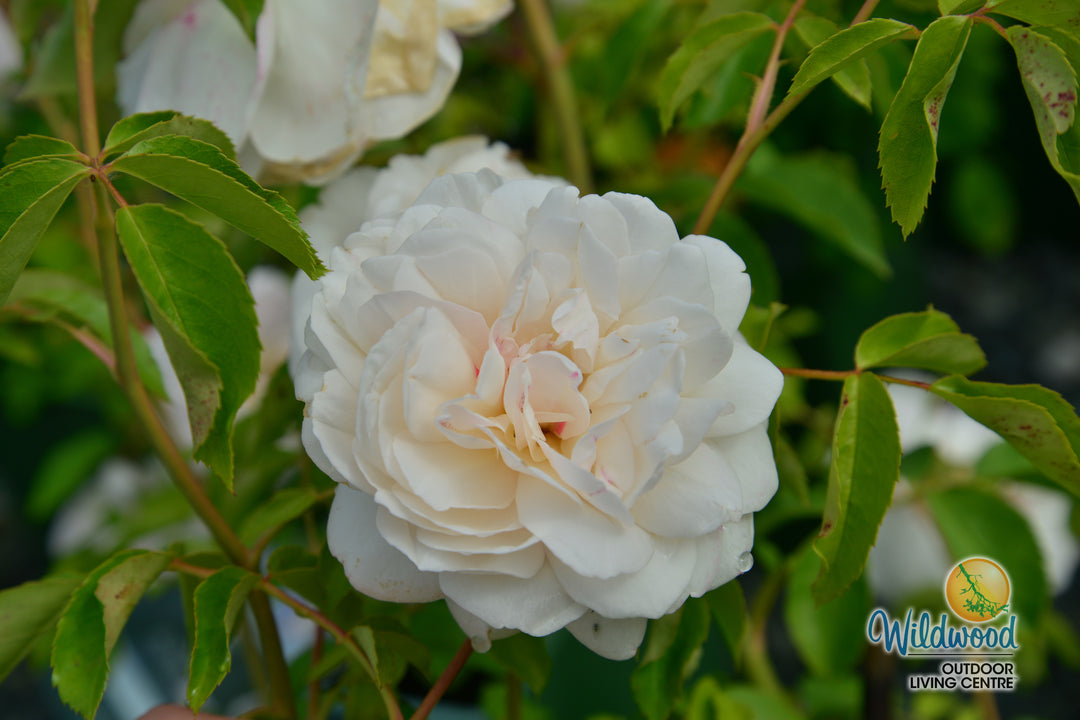 Lichfield Angel - David Austin Rose