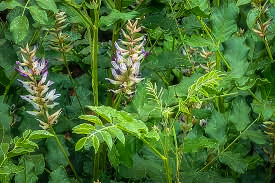 Licorice (Glycyrrhiza glabra) - Salt Spring Seeds