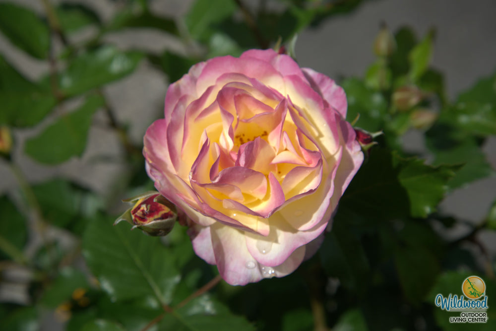 Life of the Party - Weeks Rose