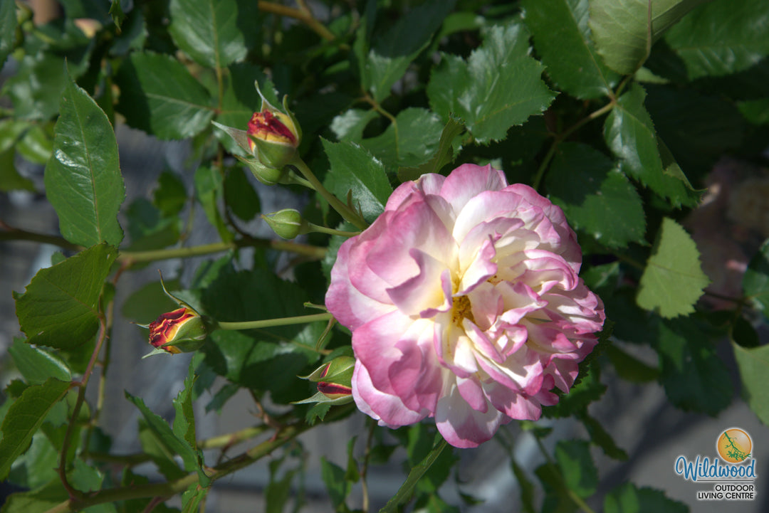 Life of the Party - Weeks Rose