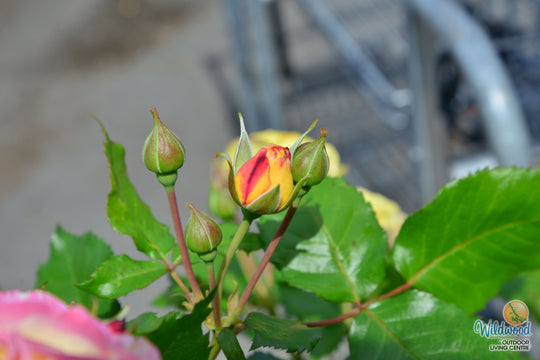 Life of the Party - Weeks Rose