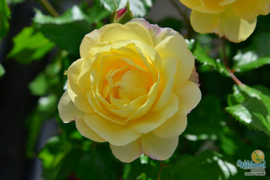 Life of the Party - Weeks Rose