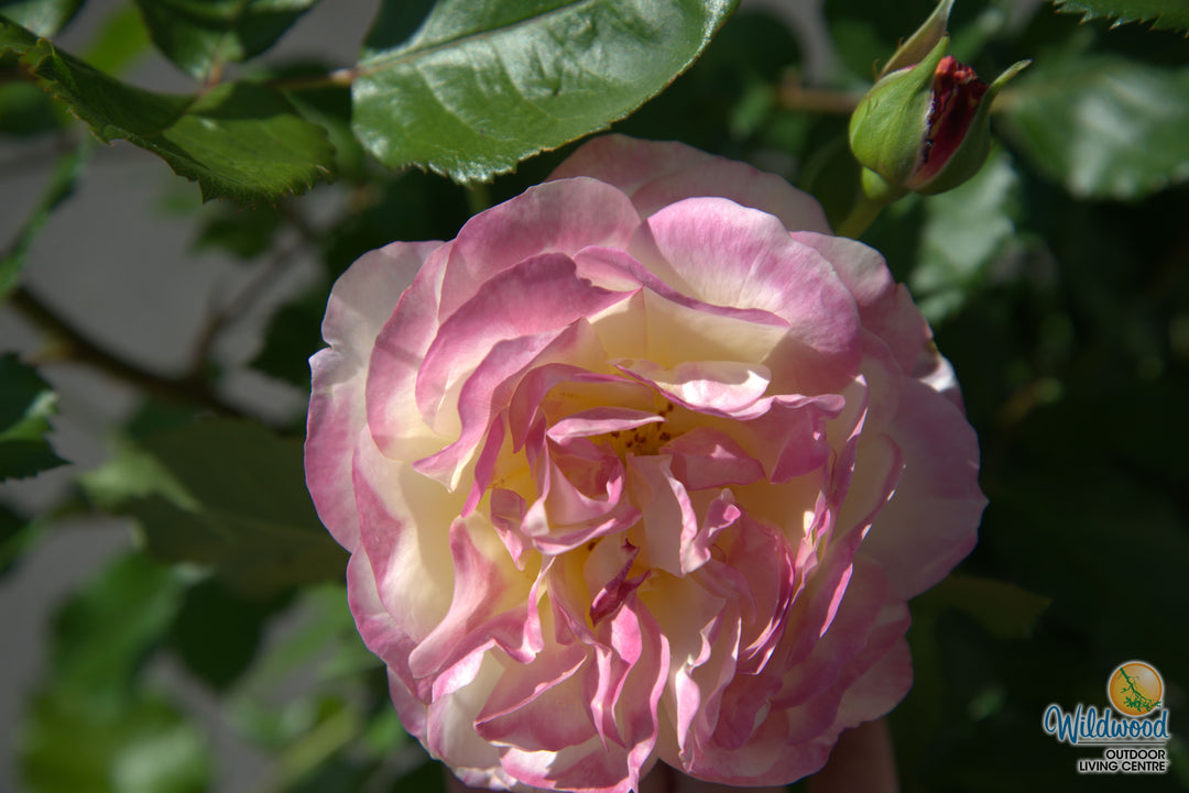 Life of the Party - Weeks Rose