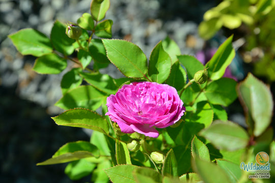Life's Little Pleasures - Weeks Rose
