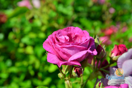 Life's Little Pleasures - Weeks Rose