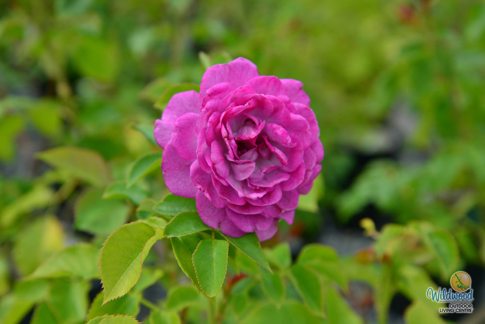 Life's Little Pleasures - Weeks Rose