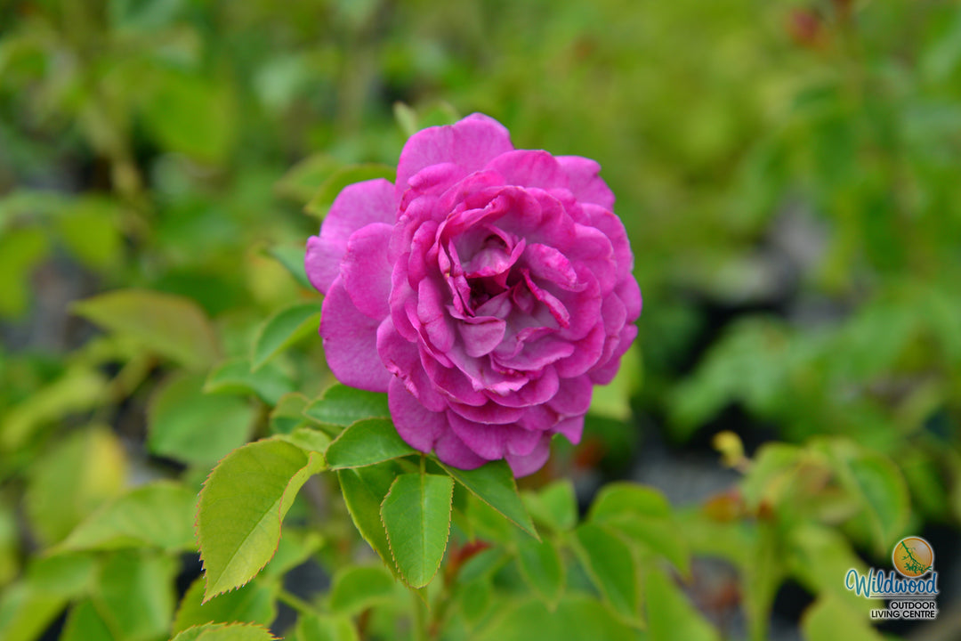 Life's Little Pleasures - Weeks Rose
