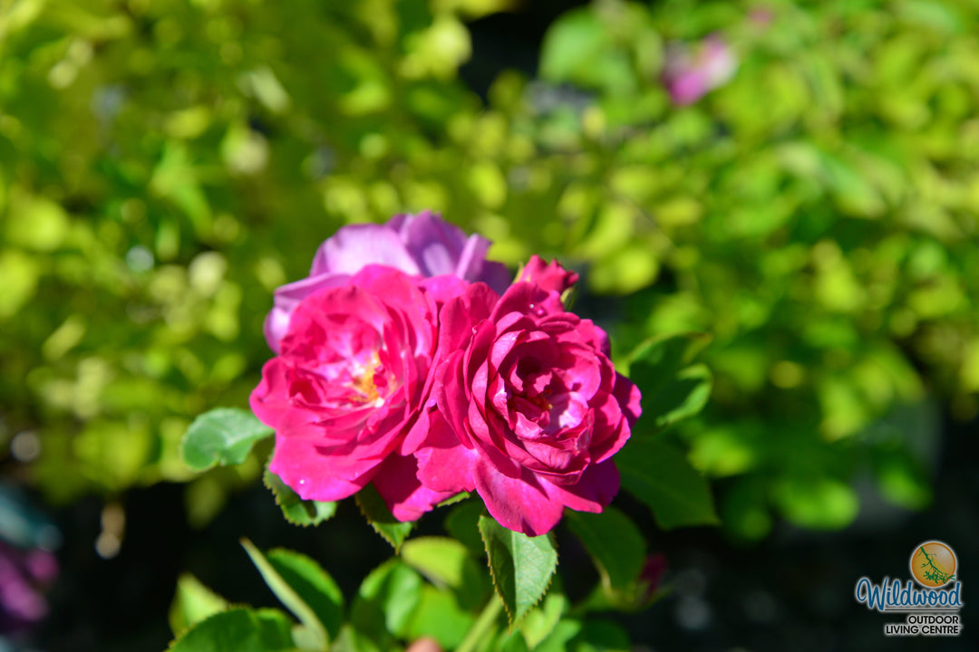 Life's Little Pleasures - Weeks Rose