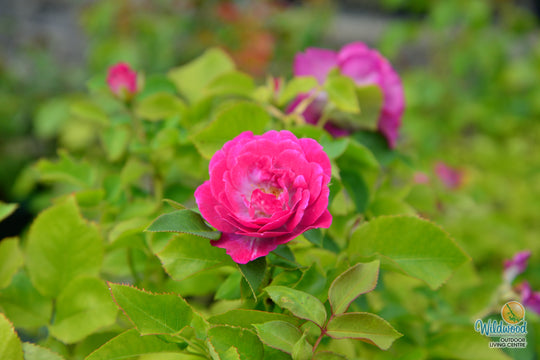 Life's Little Pleasures - Weeks Rose