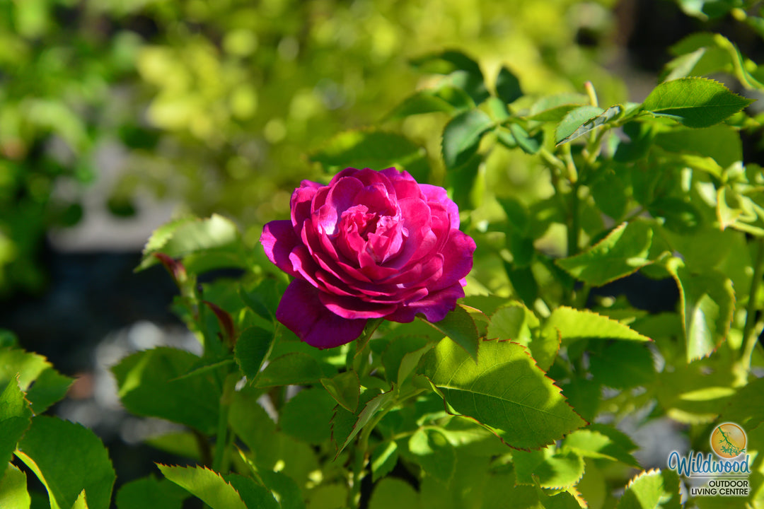 Life's Little Pleasures - Weeks Rose