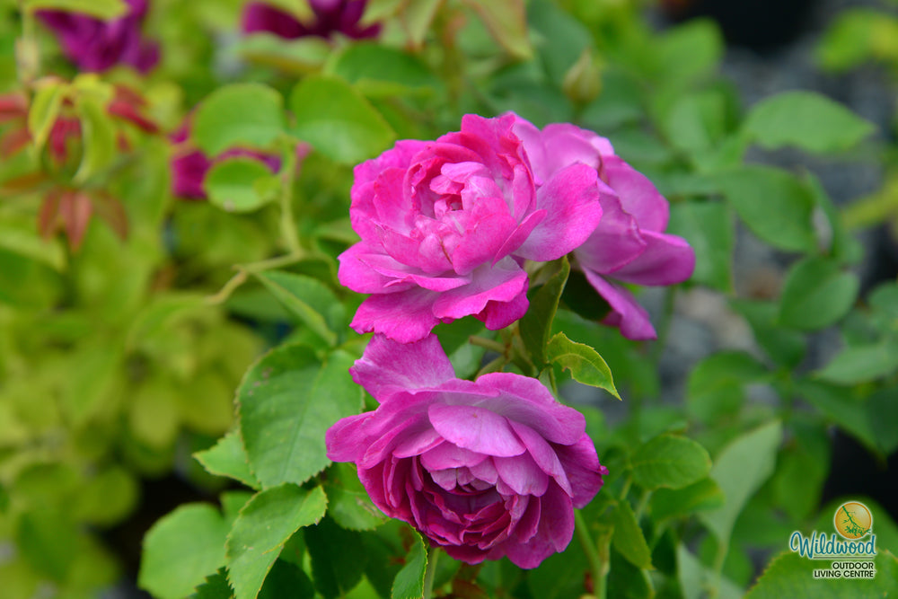 Life's Little Pleasures - Weeks Rose