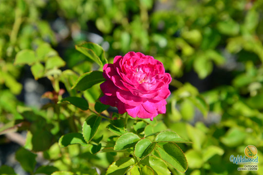 Life's Little Pleasures - Weeks Rose