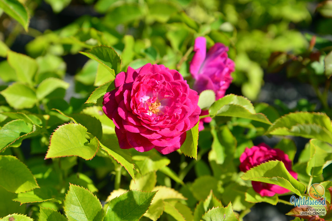Life's Little Pleasures - Weeks Rose