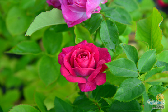 Life's Little Pleasures - Weeks Rose