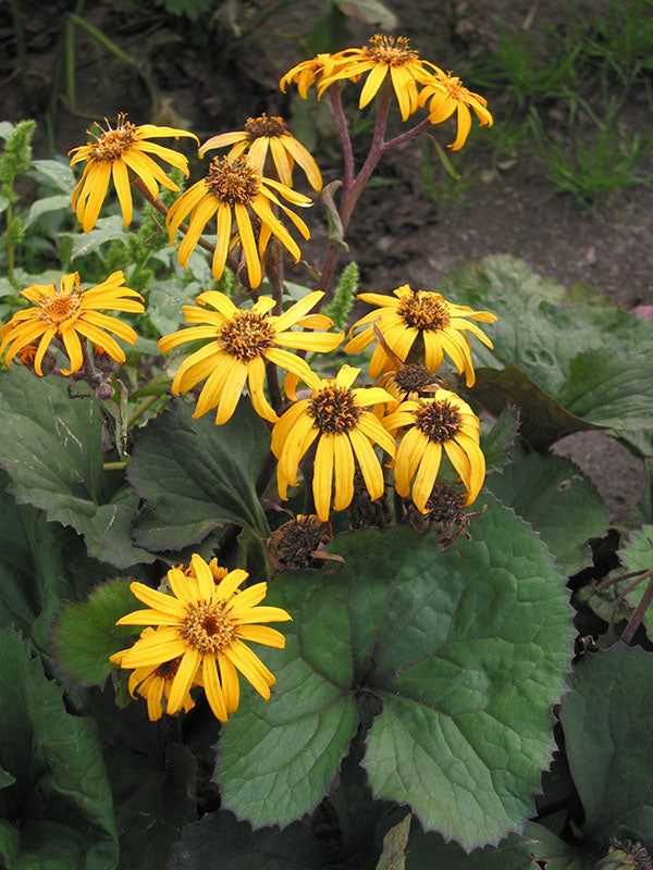 Ligularia - Desdemona, 1 Pack