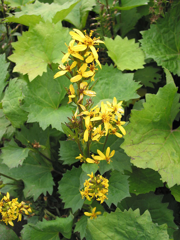 Ligularia - Little Rocket, 1 Pack