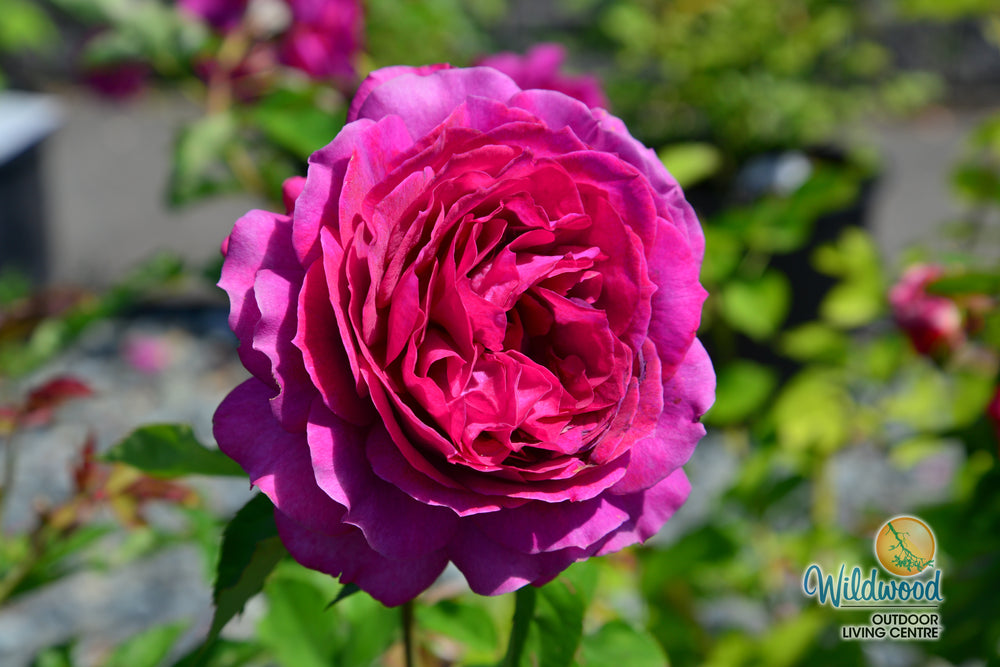Light Years Away - Weeks Rose