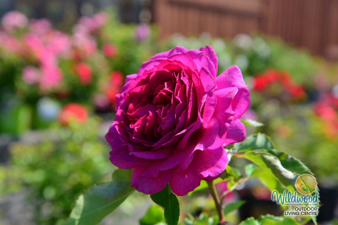 Light Years Away - Weeks Rose
