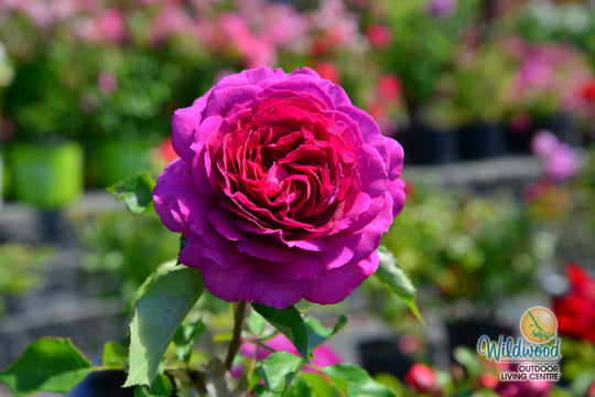 Light Years Away - Weeks Rose