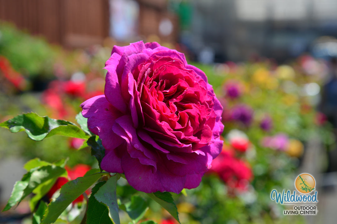 Light Years Away - Weeks Rose