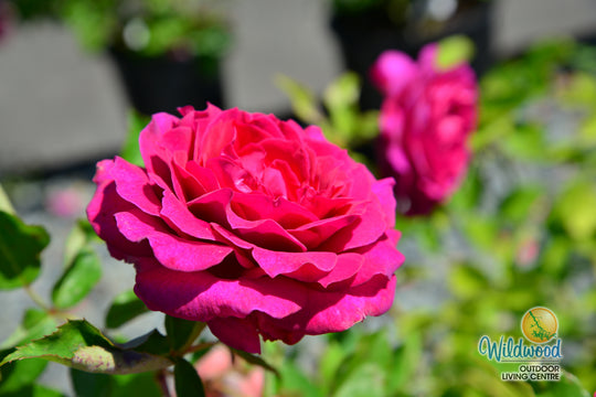 Light Years Away - Weeks Rose